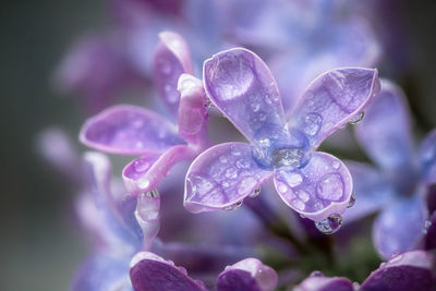 Close-up of water drops on purple flower