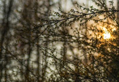 Low angle view of cherry blossoms in forest