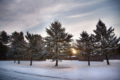 Trees on snow covered landscape