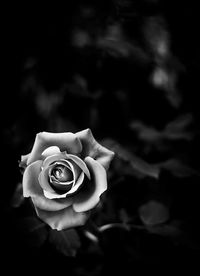 Close-up of rose blooming outdoors