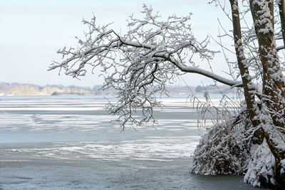 Bare tree by sea against sky during winter