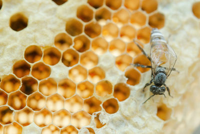 Close-up of bee