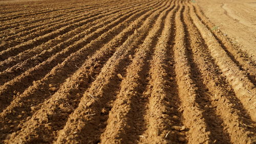 soil