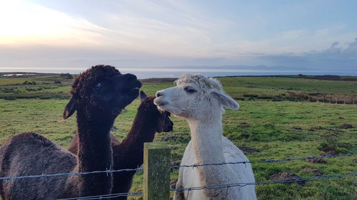 View of a alpacas on field