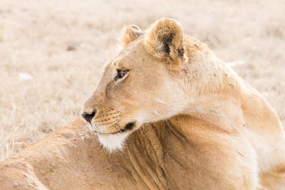 Close-up of a cat looking away