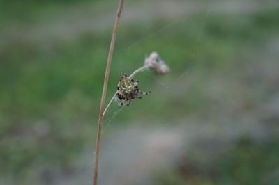 Close-up of insect