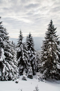 Snow covered pine trees in forest against sky