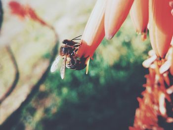 Close-up of insect on flower
