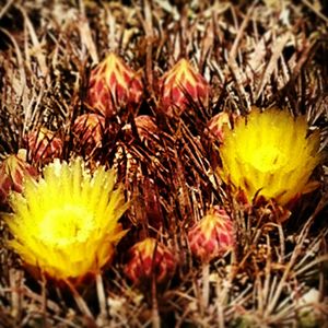 Close-up of flowers growing on field