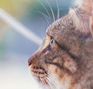 Close-up of a cat looking away