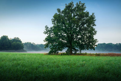 Tree on field against sky