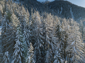 Pine trees in forest during winter