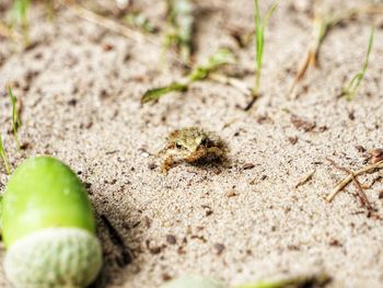High angle view of insect on sand
