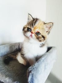 Portrait of cat with kitten