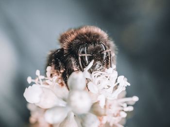 Close-up of bee on flower