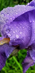 Close-up of wet purple flower