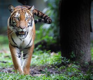 Tiger walking in forest