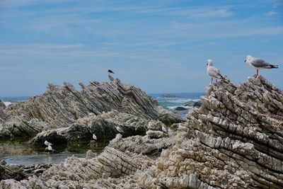 Seagull perching on rock by sea against sky