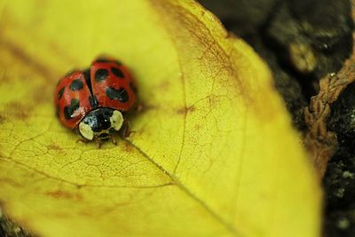 Close-up of ladybug on leaf