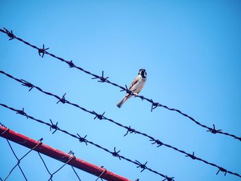 Low angle view of birds perching on fence against clear blue sky