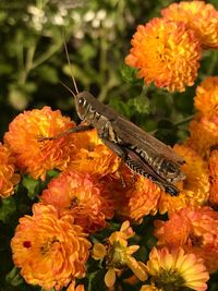 Close-up of butterfly on orange flowers