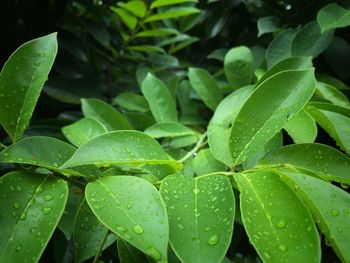 Close-up of wet plant leaves during rainy season