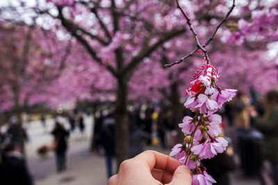 Close-up of hand holding pink flowers blooming outdoors