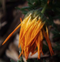 Close-up of yellow flower blooming outdoors