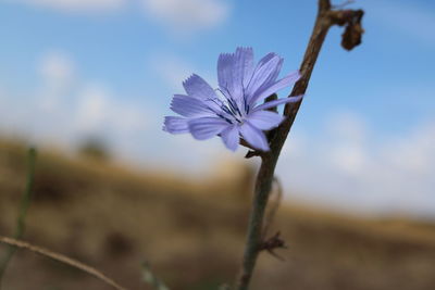 Close-up of purple flowering plant