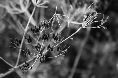 growth