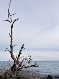 Bare tree by sea against sky