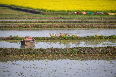 View of birds on field