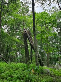 Trees in forest