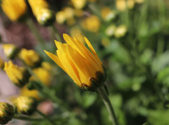 Close-up of yellow flower