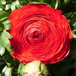 Close-up of red rose