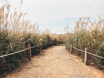 Footpath amidst field against sky