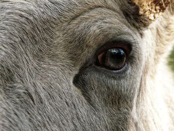 Close-up portrait of horse