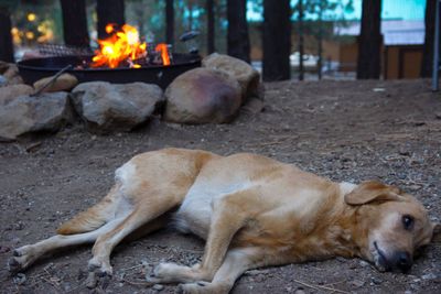 Dog resting on field by campfire