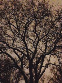 Low angle view of bare trees against sky