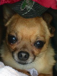 Close-up portrait of a dog