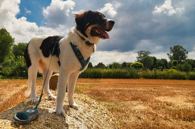 View of dog standing on field against sky