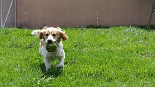 Portrait of dog sitting on grass