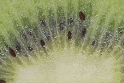 Slice of ripe kiwi fruit in water. close-up of kiwi fruit in liquid with bubbles. slice of ripe kiwi