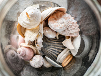 High angle view of sea shells in bowl