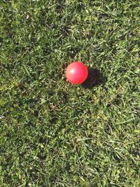 High angle view of red balloon on grass