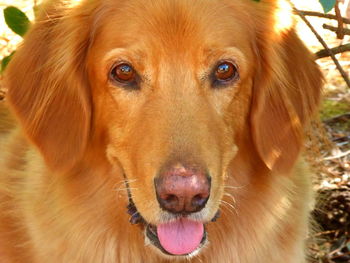 Close-up portrait of golden retriever