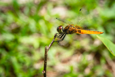 Dragonfly on the branch is wild in nature with blur background, close up