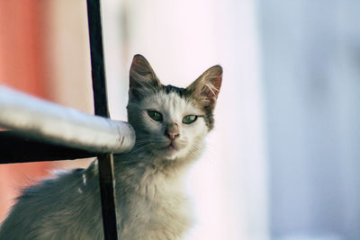 Close-up portrait of cat looking at camera