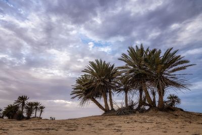 Palm trees on beach against sky