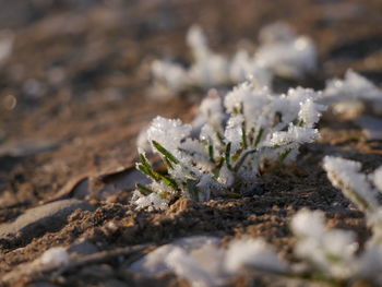 Close-up of small plant on snow